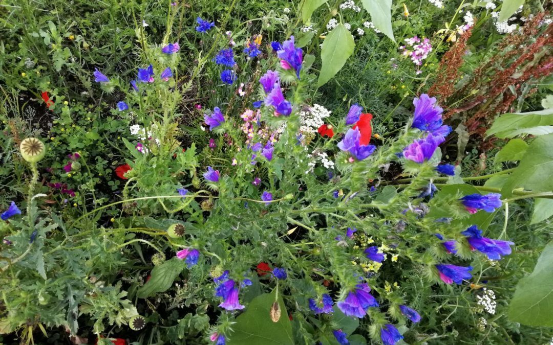 Jardin et forêt en juillet