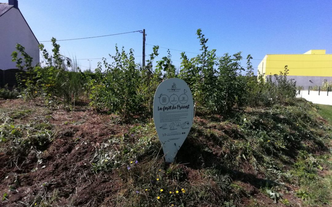 La petite forêt a bien poussé pendant les vacances