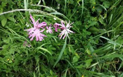 Les élèves de seconde observent la biodiversité du lycée